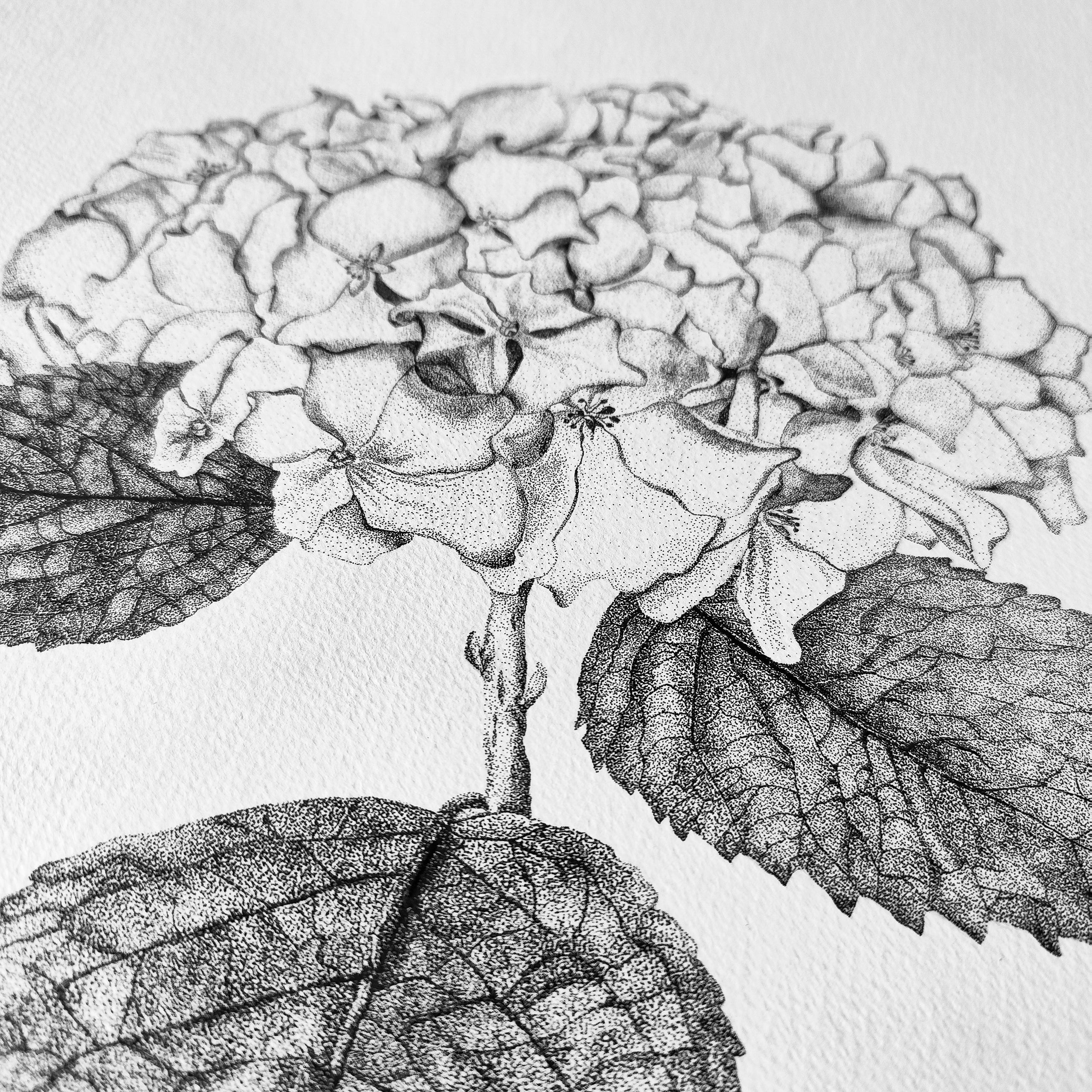 Ilustraciones