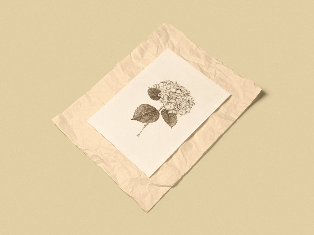 Hortensia