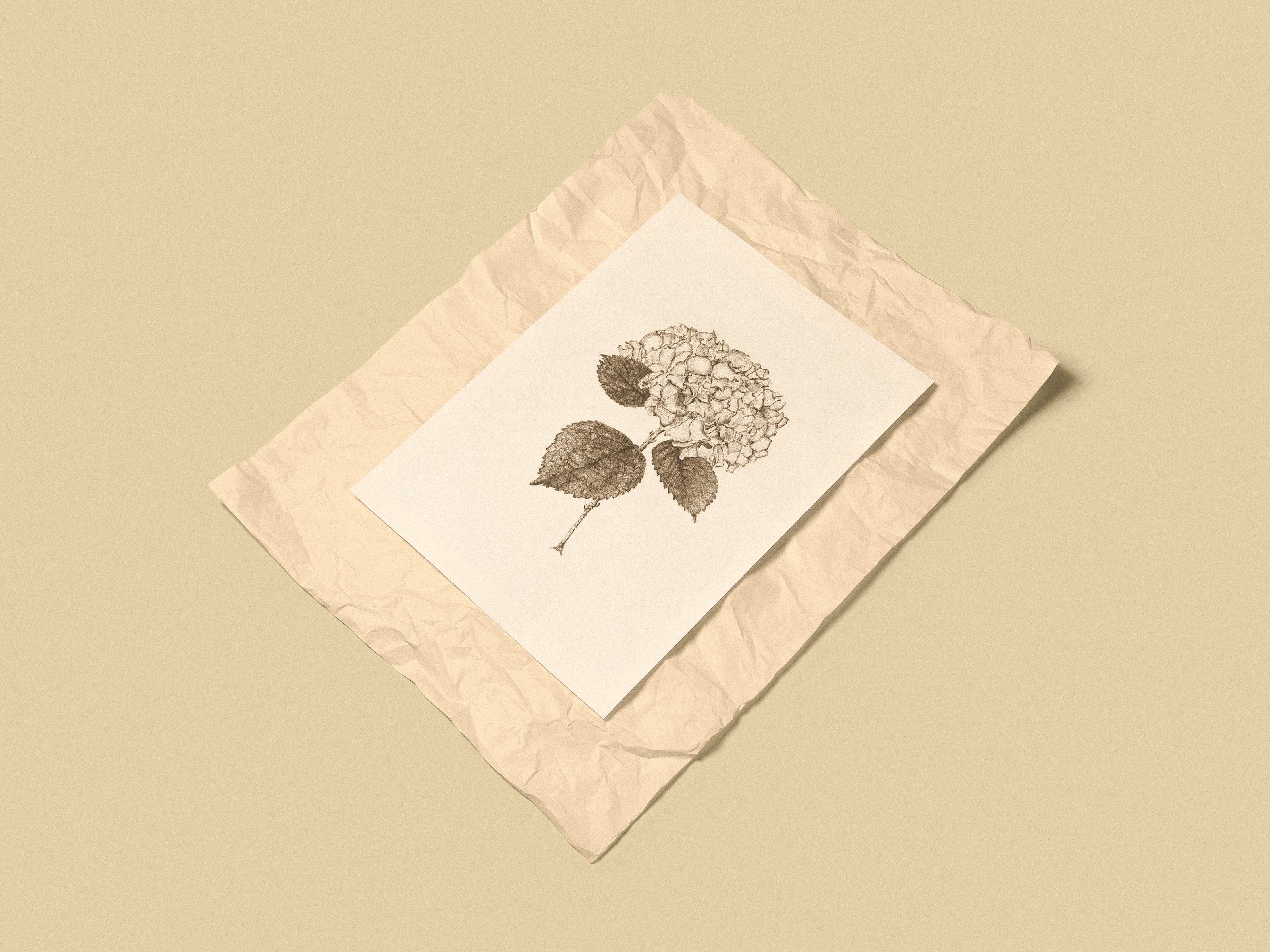 Hortensia