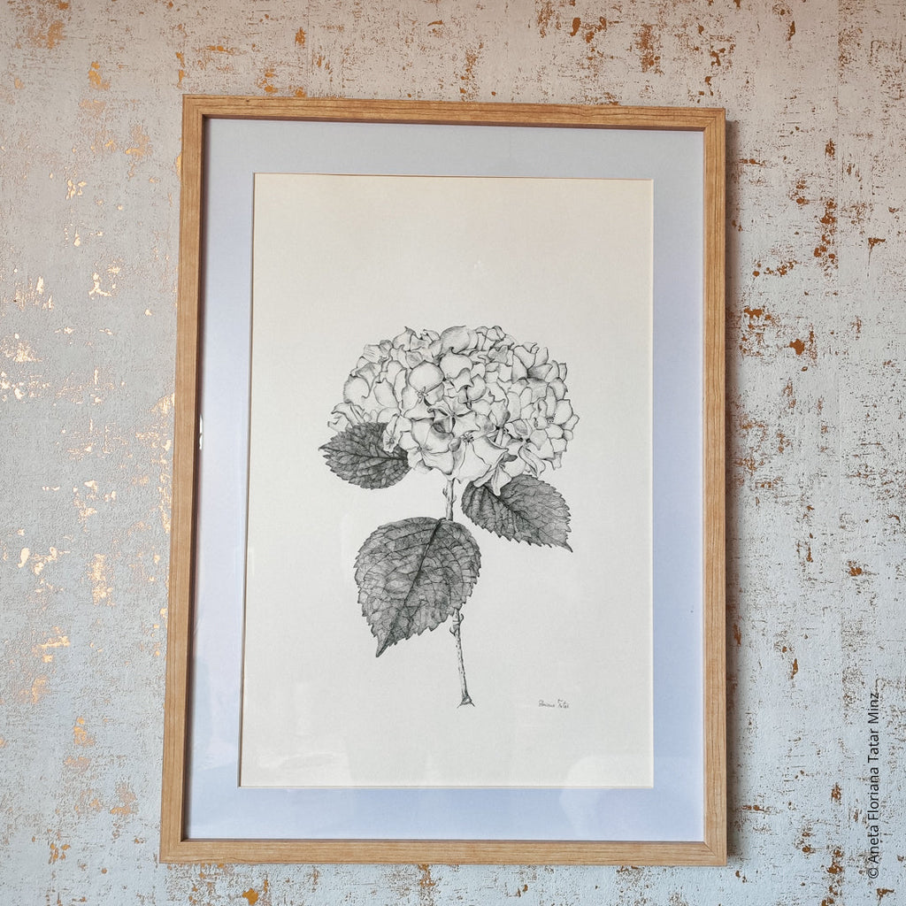 Hortensia