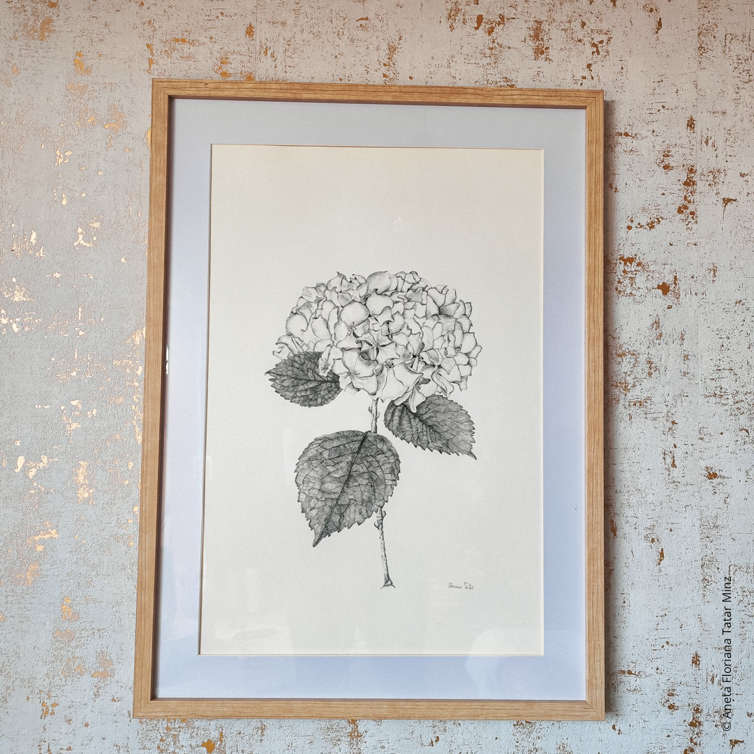 Hortensia